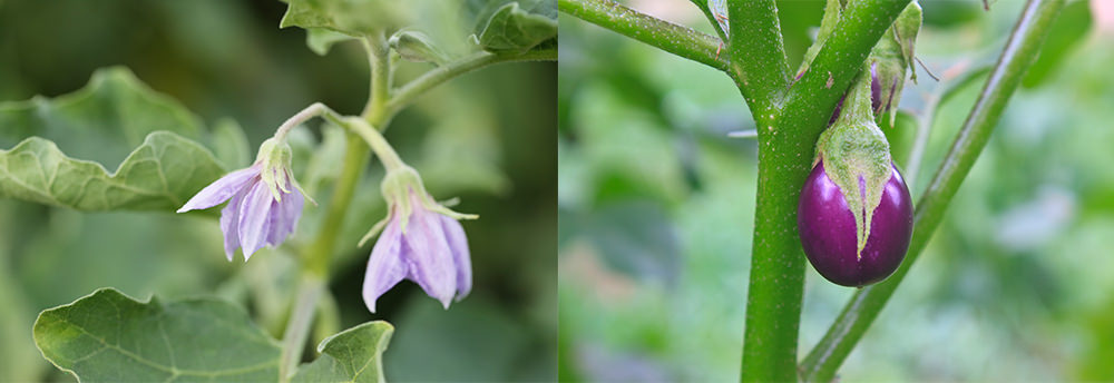 flower and fruit of eggplant greenhouse cultivation