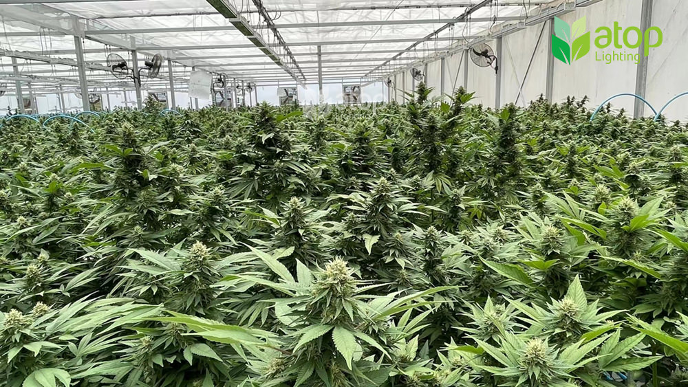 greenhouse cannabis cultivation vegetative