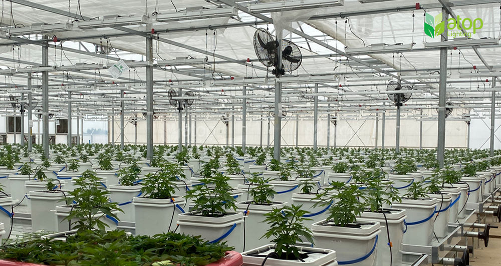 greenhouse cannabis cultivation