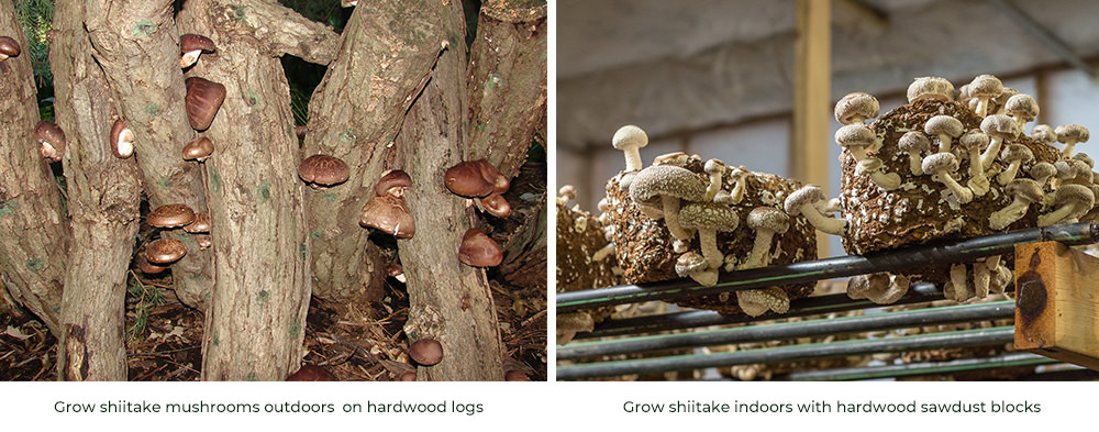 indoor and outdoor shiitake mushroom cultivation