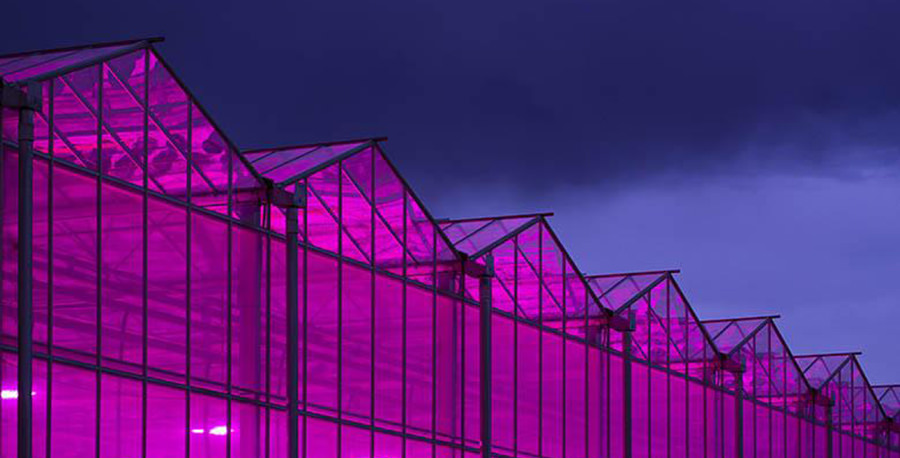 red light in greenhouse