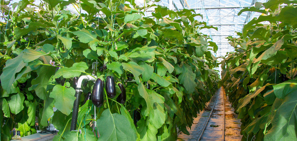 soilless hydroponic eggplants cultivation greenhouse