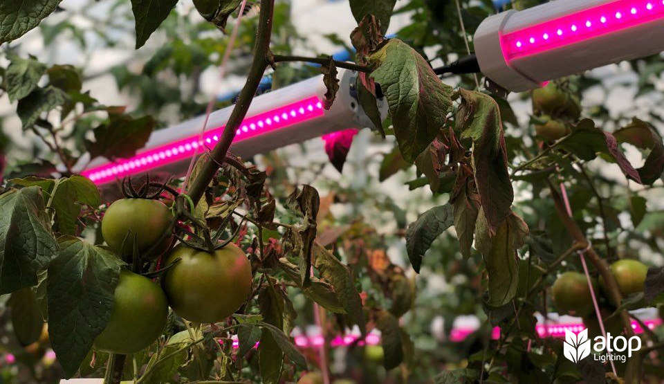 LED grow light interlighting tomato