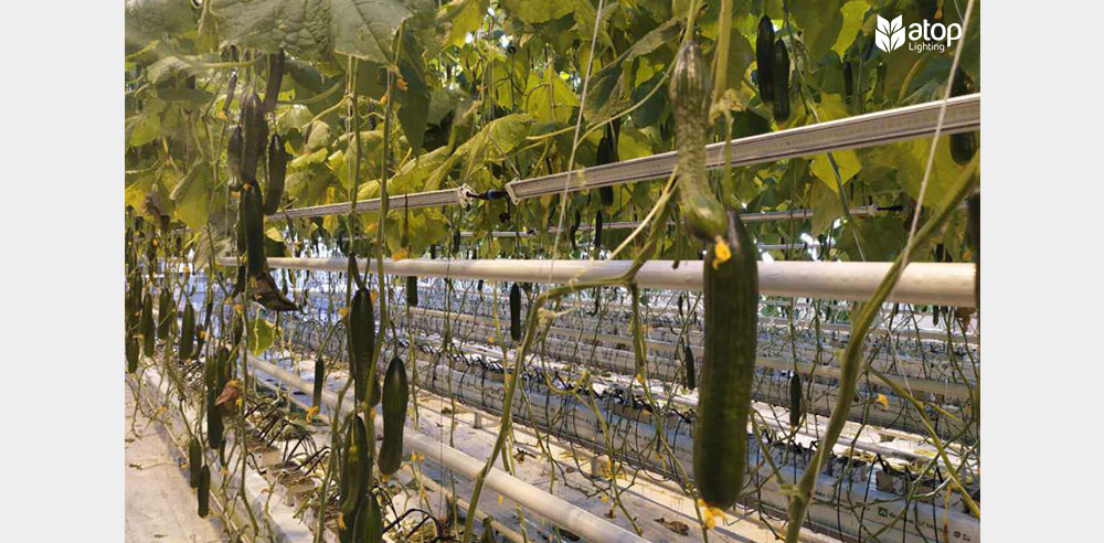 cucumber greenhouse led grow lights