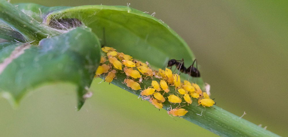 pest whitefly Aphid