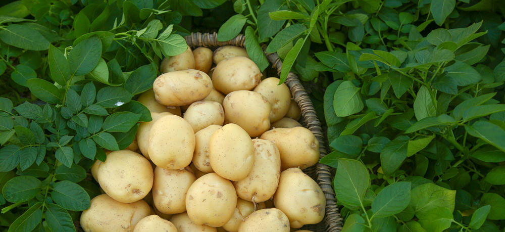 potato ground plants