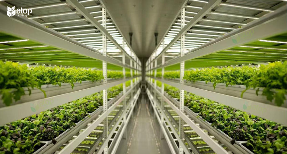 vertical farms leafy greens grow lights