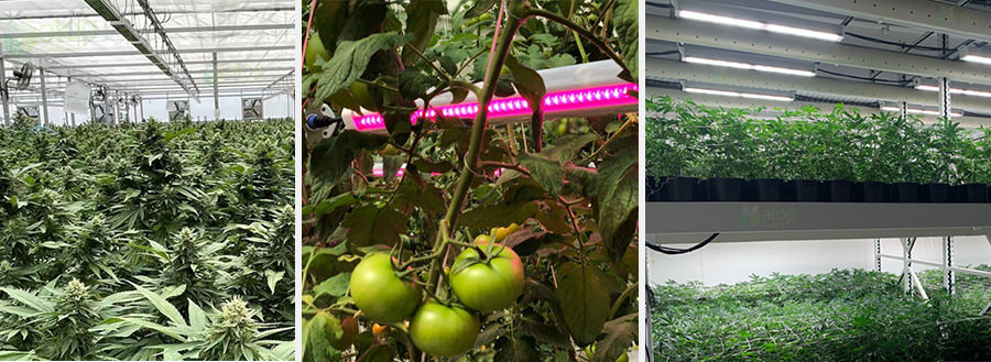 common types of horticultral lighting top internal rack