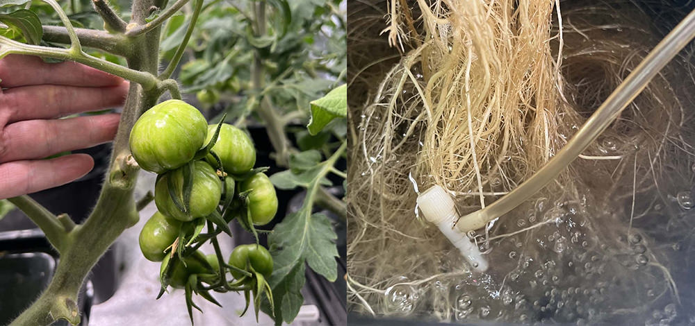 tomatoes with grow lights blue and UV robust roots