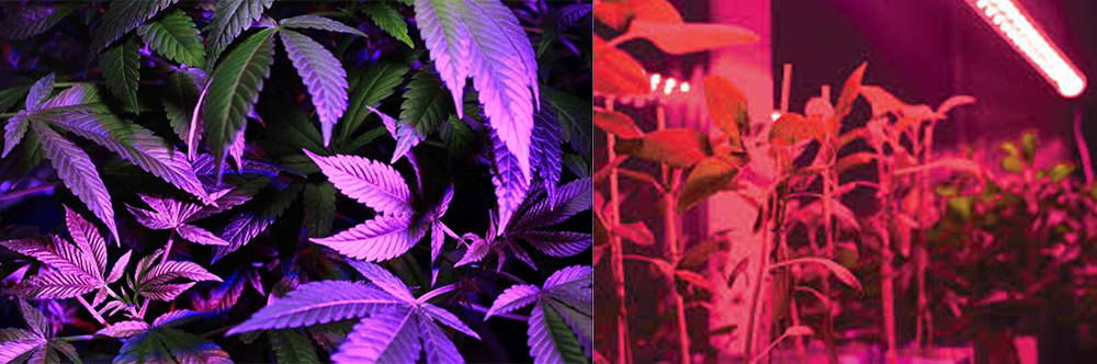 UV light and infrared light plants