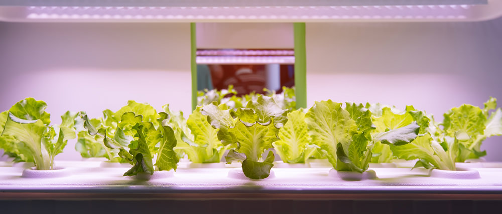 indoor vertical farm lettuce