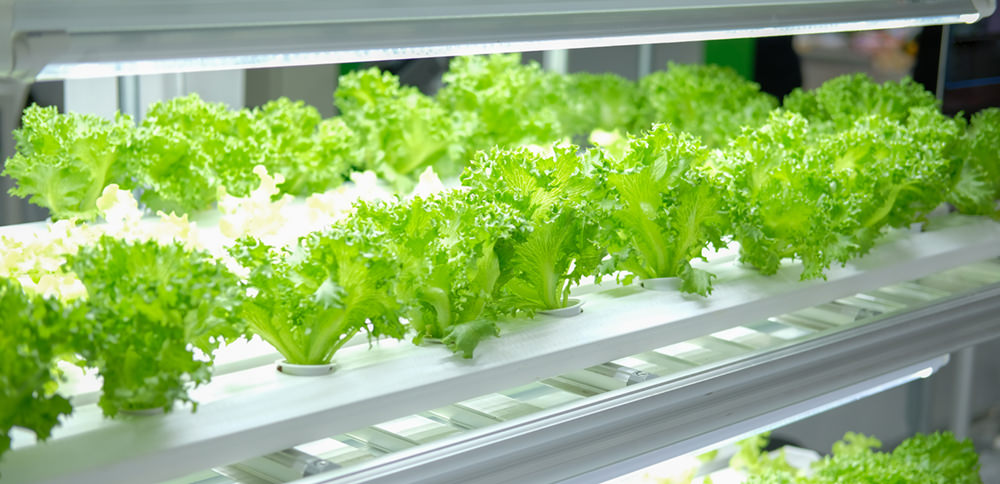 indoor vertical farms lettuce vegetables