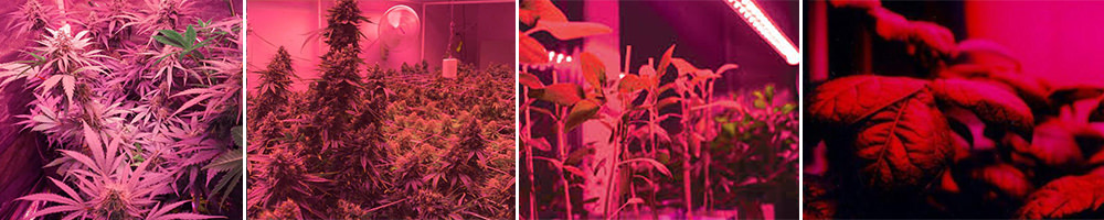 infrared light on cannabis and plants