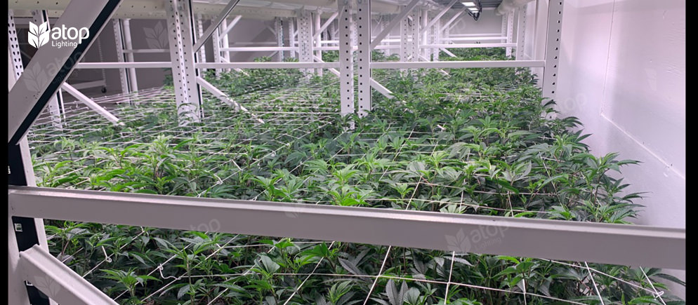 vertical farms cannabis grow light