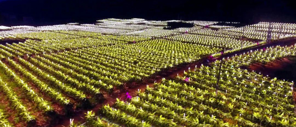 LED grow light pitaya plants at night