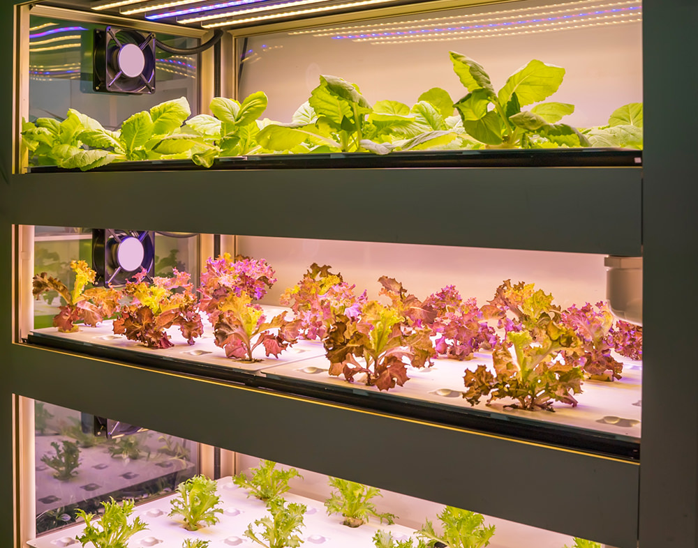 indoor vertical farms leafy greens