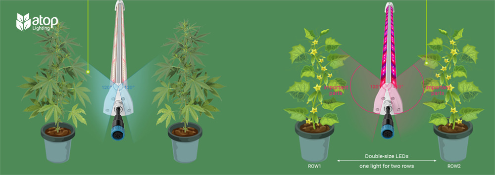 interlight for tomatoes and cannabis