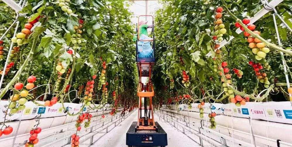plant factory tomatoes cultivation