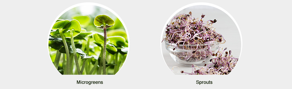 difference between microgreens and sprouts