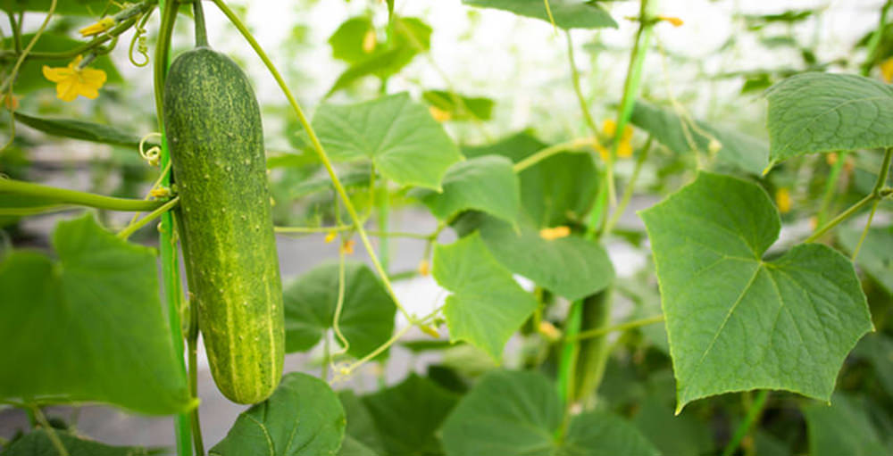 greenhouse cucumber fruits