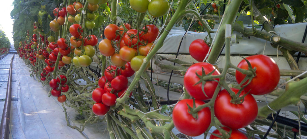 hydroponic growing tomatoes