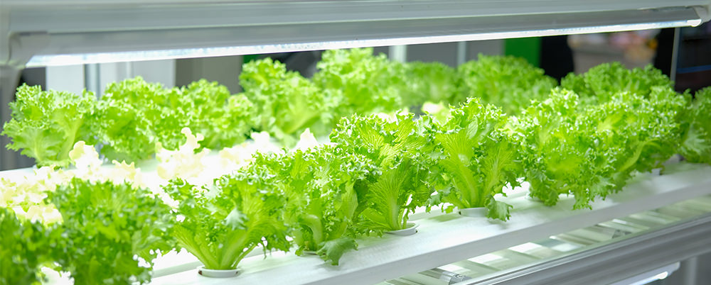 lettuce grow light in vertical farms