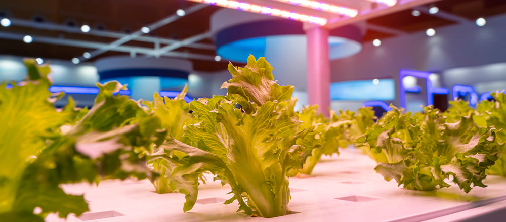 lettuce grow under red light vertical farms