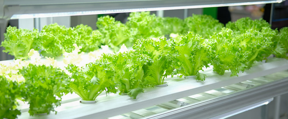 lettuce growing under white light vertical farms