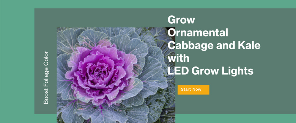 Grow Ornamental Cabbage and Kale with LED Grow Lights