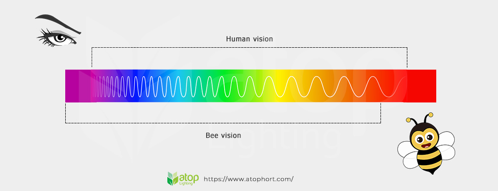 human and bee vision light spectrum difference