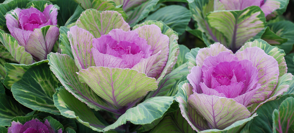 many beautiful ornamental cabbage and kale