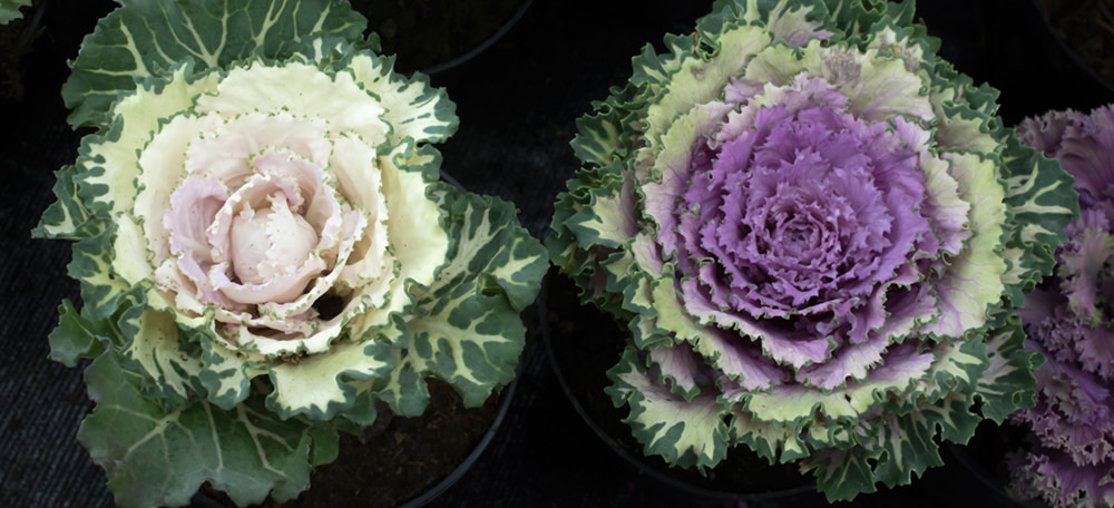 pink and purple cabbage and kale