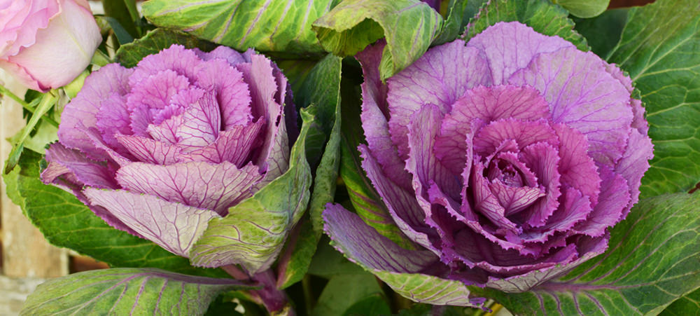 purple ornamental cabbage and kale
