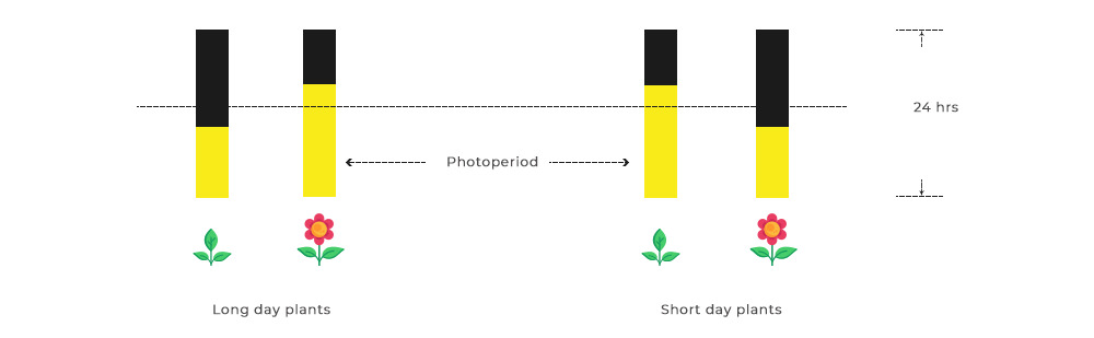 photoperiod and flowering