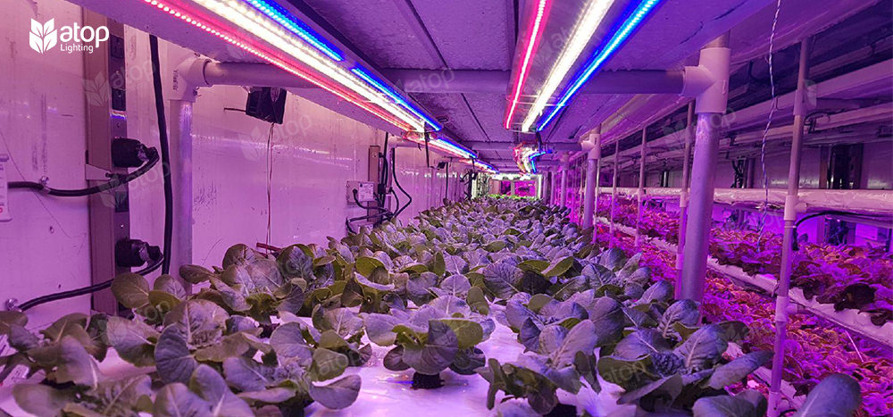 vertical farm indoor leafy greens blue white pink light