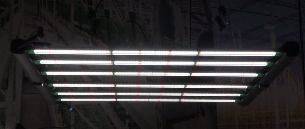 LED grow lights hanging