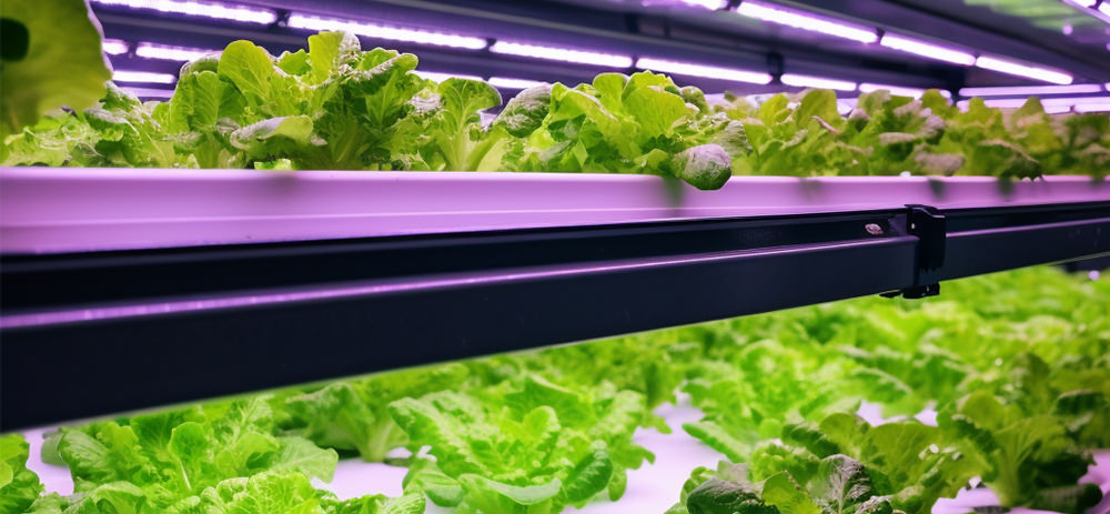 indoor farms growing lettuce