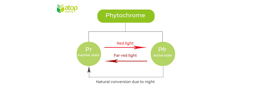 phytochrome Pr Pfr conversion Phytochrome Photostationary State
