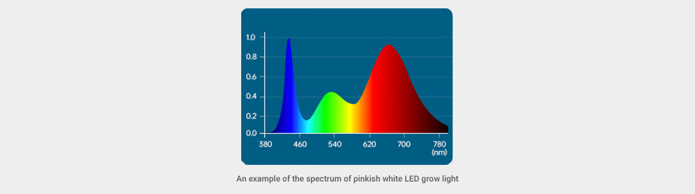 An example of the spectrum of pinkish white LED grow light