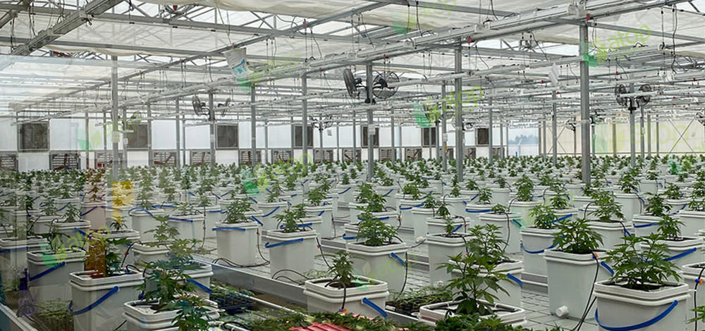 greenhouse growing cannabis hydroponics