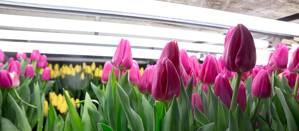 pink tulip grow under white LED grow light indoors