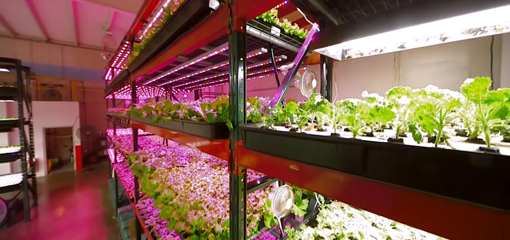 blue and red white LED vertical farms indoor lettuces