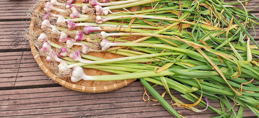 harvest garlic