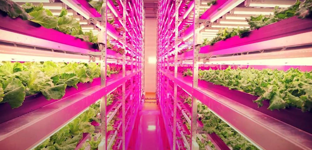 indoor vertical farm lettuces