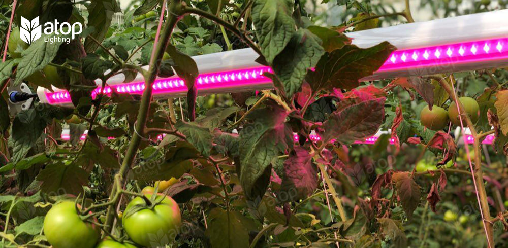 interlighting tomato led grow lights
