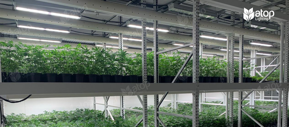 vertical farm cannabis grow lights