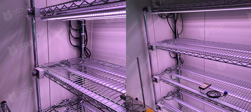 LED grow light for tissue culture indoors