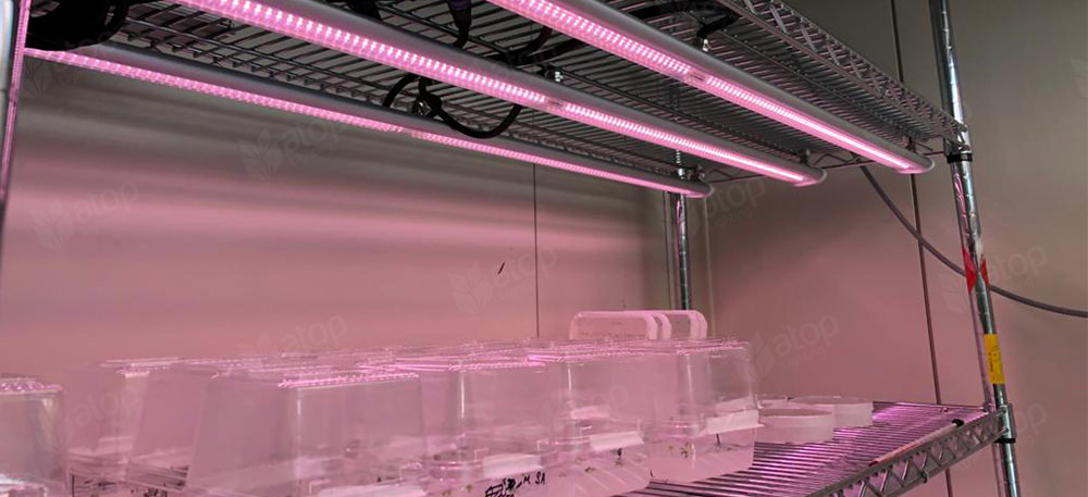 LED grow lights for tissue culture indoor