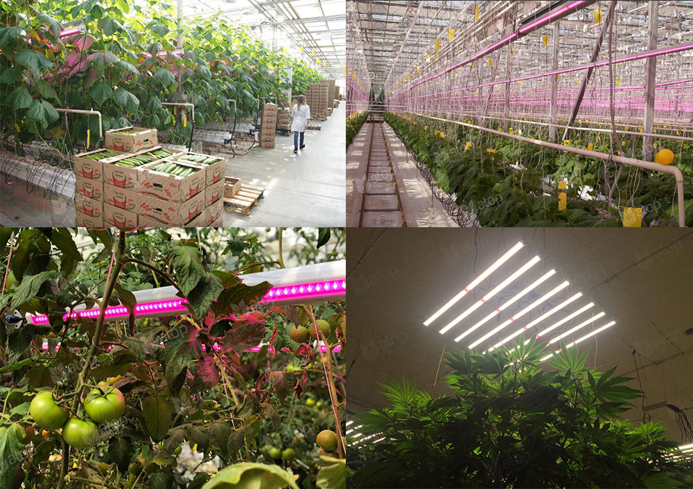 case studies horticulture ligting projects greenhouse indoor farm
