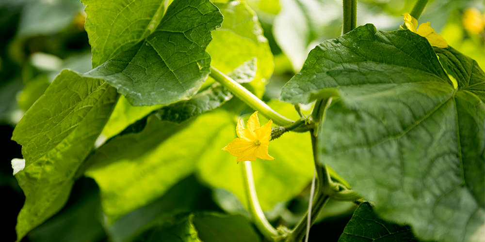 cucumber leaves and flowers